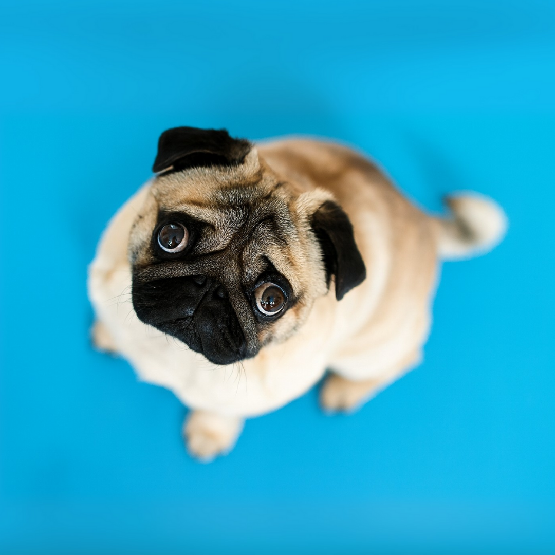 Cachorro Ansioso e Estressado: Dicas e Suplementos para Acalmá-lo