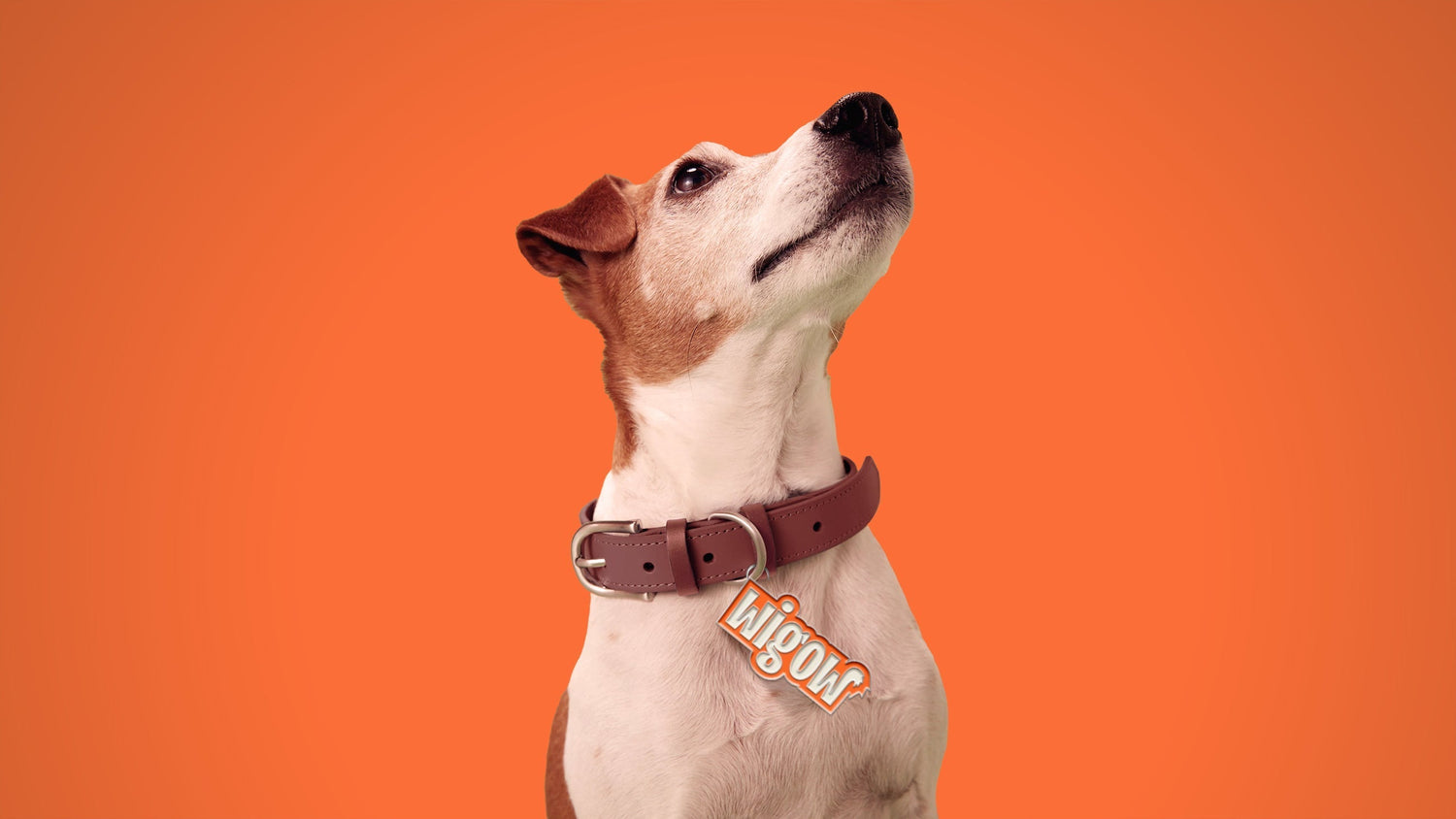 Como suplementar meu cão idoso?