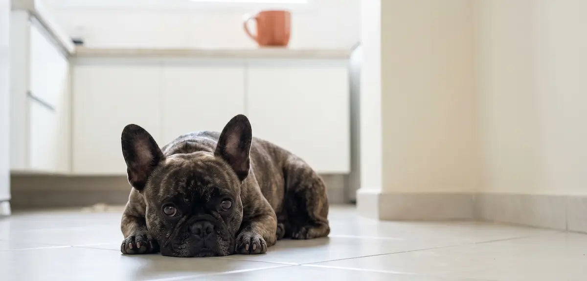Buldogue Francês rajado deitado em piso de cerâmica claro, expressão introspectiva e quieta, caneca laranja desfocada ao fundo.
