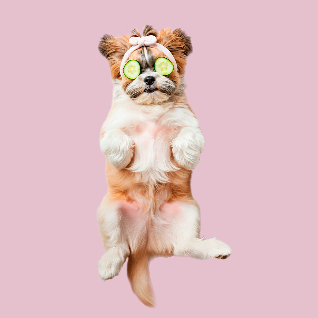 Brilho e cuidado para a pelagem