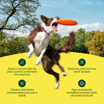 Collab Wigow  Balance + Comedouro Lento Amicus
