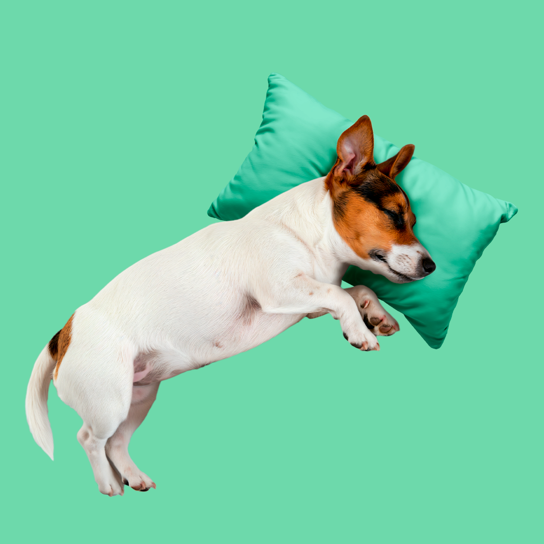 Mais leveza na rotina